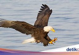 Menembak Burung Dengan Membaca Basmalah Dagingnya Halal Dimakan